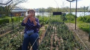 Как вырастить рассаду хризантемы. Размножение хризантемы