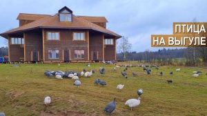Цесарки и гуси на выгуле. Ферма Нины Муляк, Ярославское шоссе, 53км