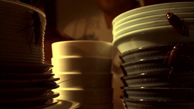 Таракан - Фильм 1. Метрополис тараканов - Документальный фильм смотреть онлайн