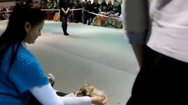 BIG - 3 Ставрополь CACIB 9 декабря 2012 смотреть онлайн