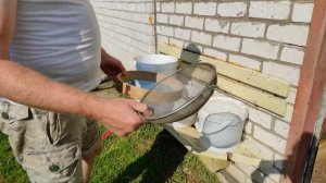 Заготавливаем семена фацелии.Легко и просто!