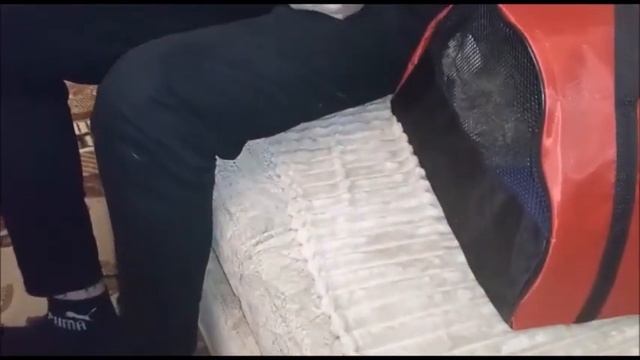 ГРОЗНЫЙ СТАФФ И КОРОТКОЛАПЫЙ КОТЕНОК МАНЧКИН /ЗНАКОМСТВО И ЗАНЯТИЯ смотреть онлайн