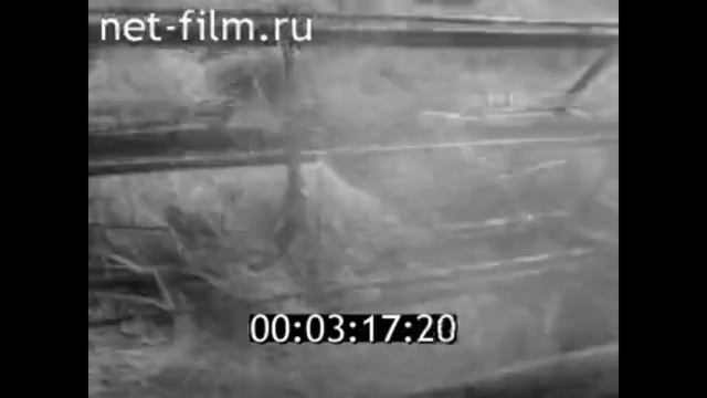 1973г. колхоз имени Кирова Полесский район Калининградская обл