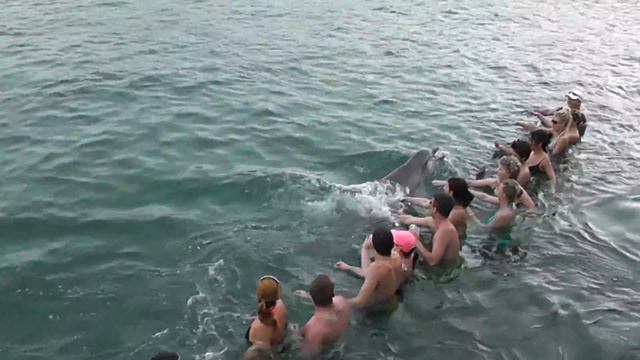 Морской дельфинарий в Варадеро смотреть онлайн