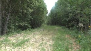 Тайна лесной речушки. Ищем истоки Вяленки.Урочище Шведские горы.