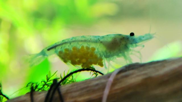 Креветка голубая жемчужина смотреть онлайн