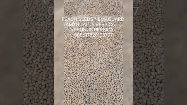 PEACH SEEDS NEMAGUARD
(AMYGDALUS PERSICA L.)
(PRUNUS PERSICA)نيماغوارد بذور الخوخ (برونس بيرسيكا смотреть онлайн
