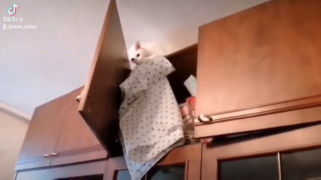 Ориентальный кот Кокос. Миссия невыполнима: Похититель пододеяльников(TikTok) смотреть онлайн