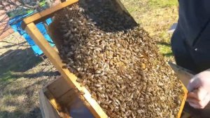 Пчелопакет из краснодара