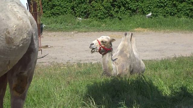 В Таганроге пасутся верблюды