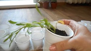 АЛИССУМ  рассада УХОД за рассадой