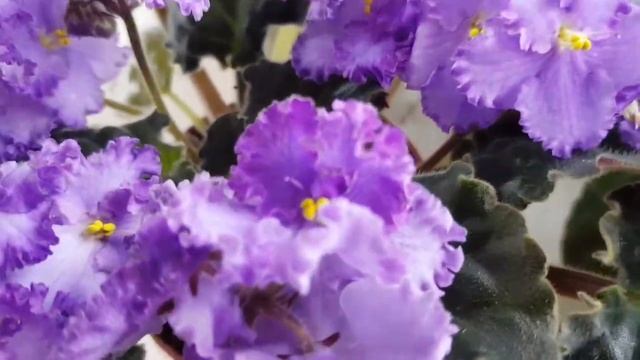 Ретро сорта фиалок смотреть онлайн