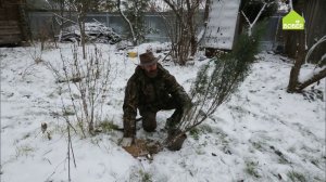 ЗИМНИЕ РАБОТЫ в саду. Как размножить можжевельник. Казацкий можжевельник: как размножить