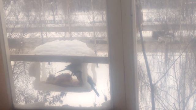 Тяжелая жизнь синичек в Ижевске смотреть онлайн