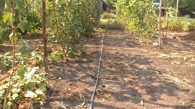 Про посадочную яму для винограда смотреть онлайн