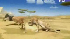 Короткий смешной мультик про льва 1.2 Лев и Гепард