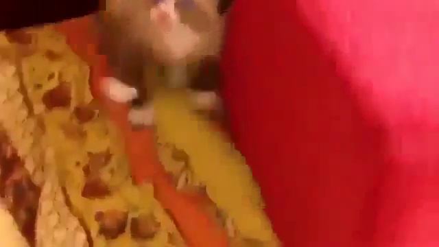 Котик боится пылесоса Юмор! Прикол! Смех смотреть онлайн