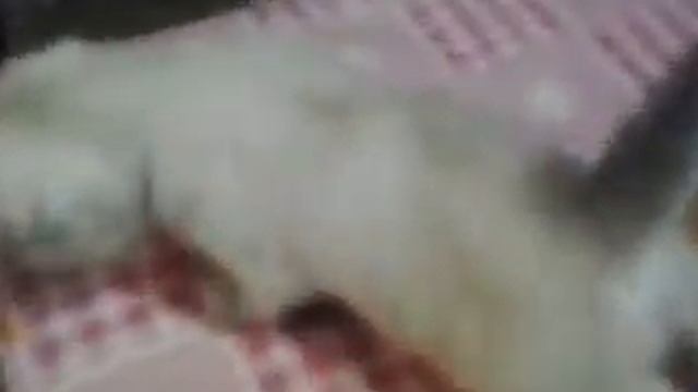 шотландские вислоухие котята николас и ларсон окрас поинт белый.