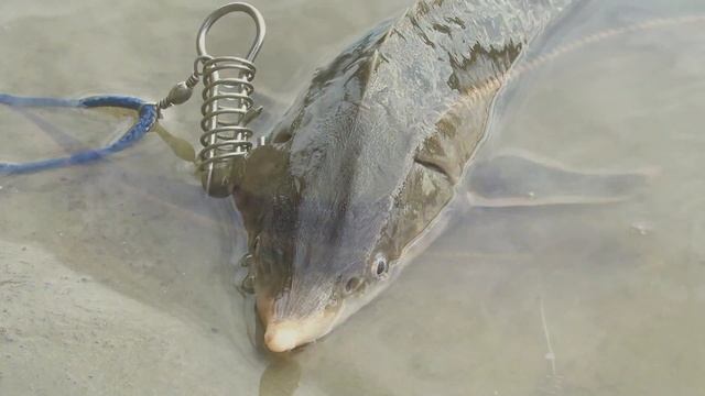 Осетр (бестер) в Десне смотреть онлайн