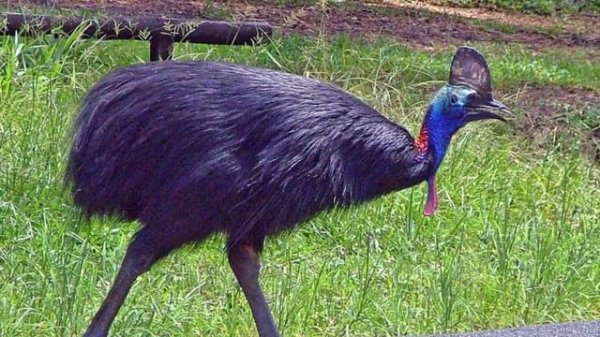 Top 10 most unusual animals