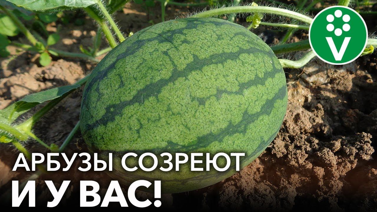 СЕКРЕТЫ ВЫРАЩИВАНИЯ КРУПНЫХ И СПЕЛЫХ АРБУЗОВ И ДЫНЬ! Формируем и подкармливаем арбузы правильно смотреть онлайн