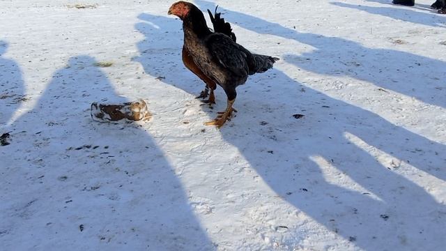 1 январь 2023 г.Тоок базар#кыргызстан #сокулук #тоокбазар смотреть онлайн