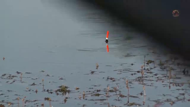 Рыбалка на реке Понура. 🐟Поклевка подлещика на поплавочную удочку. Fishing angeln la pesca câu cá 钓 смотреть онлайн