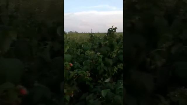 Малина сорт Полка. Другий рік смотреть онлайн