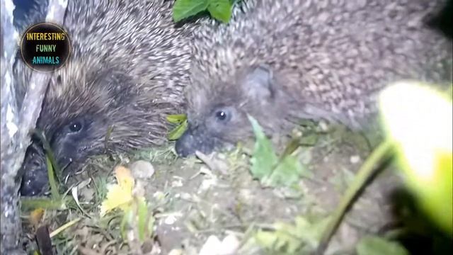 Funny animals. Hedgehog settled in the yard. Прикольные животные, ёжик поселился во дворе. смотреть онлайн