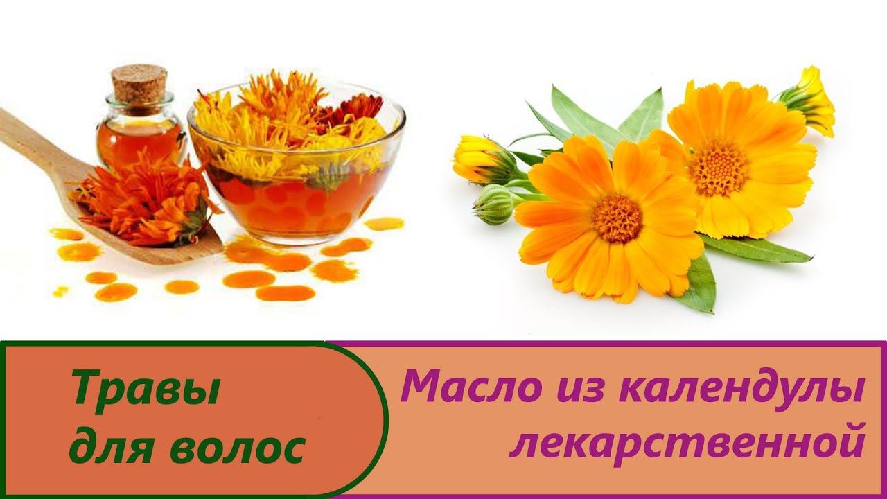 Масло календулы. Изготовление вытяжки из календулы лекарственной в домашних условиях. Масло ноготков
