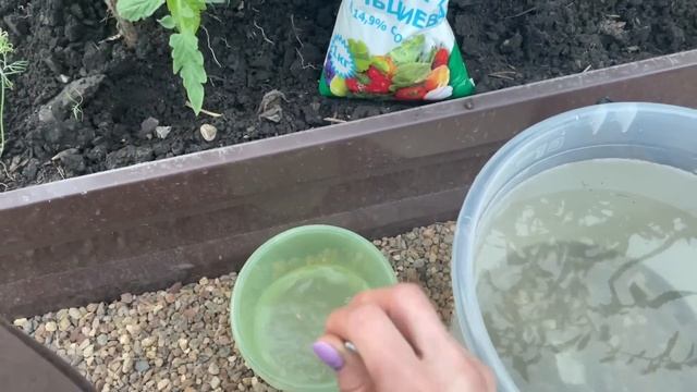 ВАЖНАЯ ПОДКОРМКА ТОМАТОВ, ПЕРЦА, БАКЛАЖАН и КАПУСТЫ! смотреть онлайн