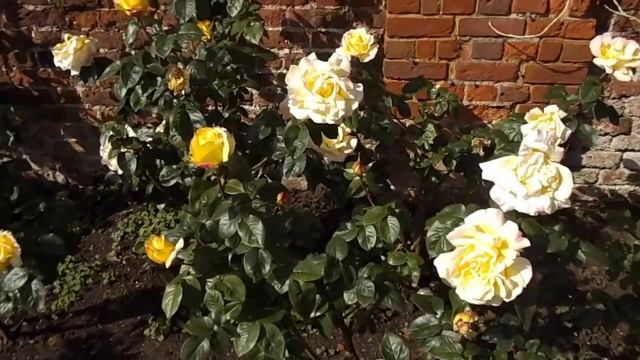 Rose Peace Madame Antoine Meilland Hybrid Tea Gioa Gloria Dei