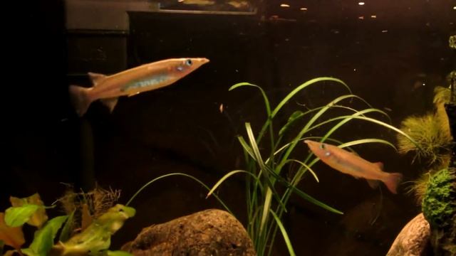 782 Nomorhamphus Celebensis Номорамфус Полурыл Od