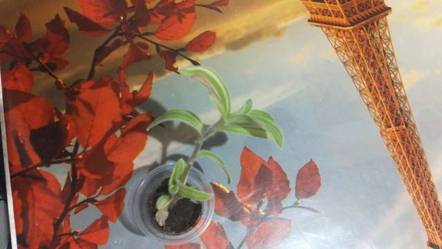 огромная проблема. с традесканция силламонтана Вариегатная. ? смотреть онлайн