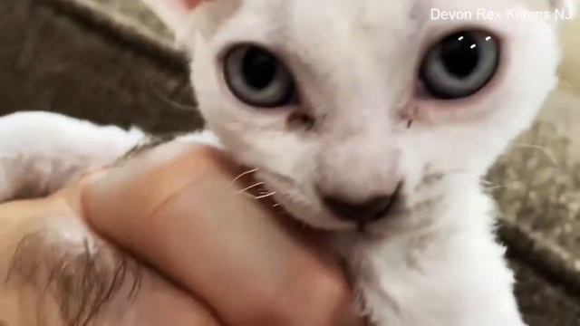 Devon Rex Kittens 2 Months Old Young Kittens Playing For Sale (kittens reserved) смотреть онлайн