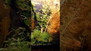 Рыбка петушок. Как содержать аквариум с самками Betta