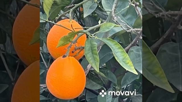 « АПЕЛЬСИНОПАД»?на СТАРЫЙ НОВЫЙ ГОД