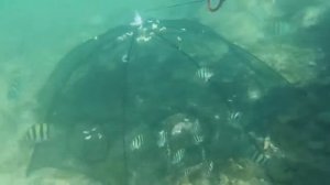 Рыболовная верша паук