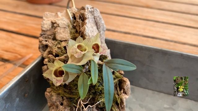 dendrobium hekouense, обзор, мой уход.Орхидея из моей коллекции смотреть онлайн
