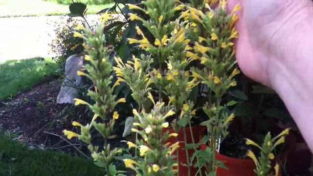 Lowe's and Home Depot Plant Haul | Lavender Sweet Romance, Anise Hyssop Black Adder, Spigelia, More смотреть онлайн