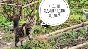 Овца Морошка ушла в Избушку. Кот Пуаро явился средь бела дня: за цветами приходил?