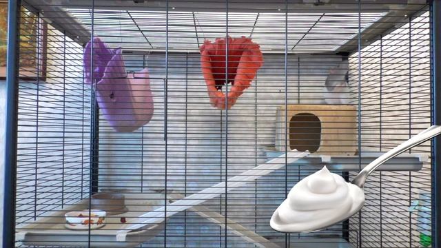 Диета для крыс при истощении смотреть онлайн