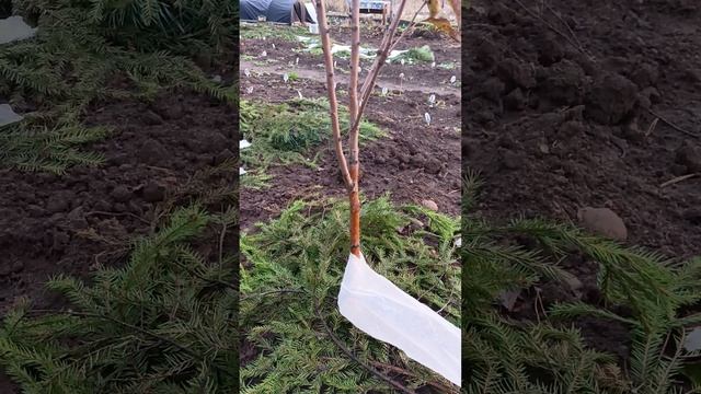Как укрыть молодые деревья???, на зиму защитить от грызунов! смотреть онлайн