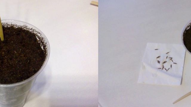 Bamboo Moso  Seeds. Семена бамбука Мосо.