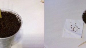 Bamboo Moso  seeds. Семена бамбука Мосо.