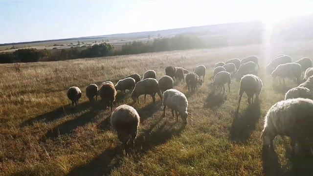 РАЗВЕДЕНИЕ ОВЕЦ в домашних условиях | Овцеводство как бизнес смотреть онлайн