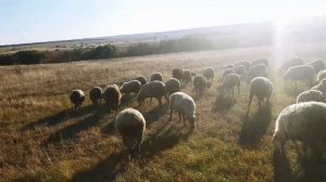 РАЗВЕДЕНИЕ ОВЕЦ в домашних условиях | Овцеводство как бизнес