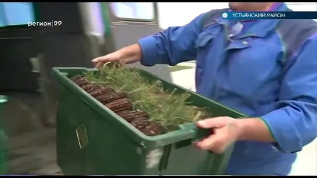 21.05.2018 День посадки леса в Устьянском районе смотреть онлайн