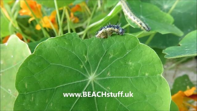 Large White Caterpillars - Pieris brassicae смотреть онлайн
