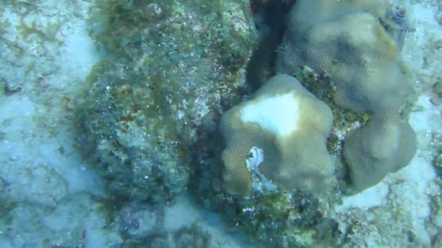 Подводный мир Доминиканы. Атлантический океан с одной стороны и Карибское море с другой. смотреть онлайн